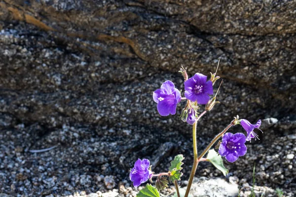 Canterbury Campanas una pequeña primavera púrpura azul brillante anual y flores silvestres bienales, cerca de la planta nativa tolerante a la sequía . — Foto de Stock