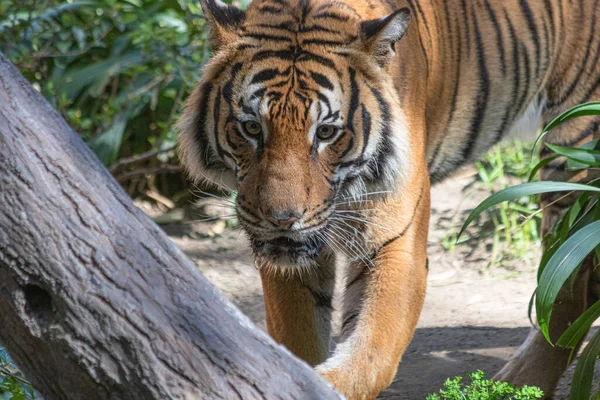 Gros plan du visage de tigre, puissant tigre sibérien sauvage intense dangereux — Photo