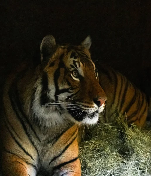 Gros plan du visage de tigre, puissant tigre sibérien sauvage intense dangereux — Photo