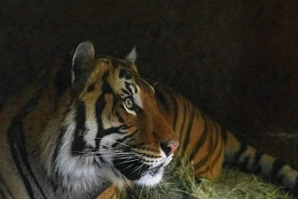 Gros plan du visage de tigre, puissant tigre sibérien sauvage intense dangereux — Photo