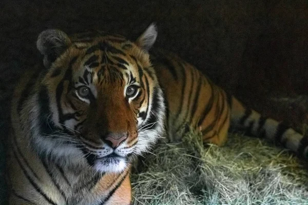 Close up of tiger face, powerful dangerous intense wild siberian tiger