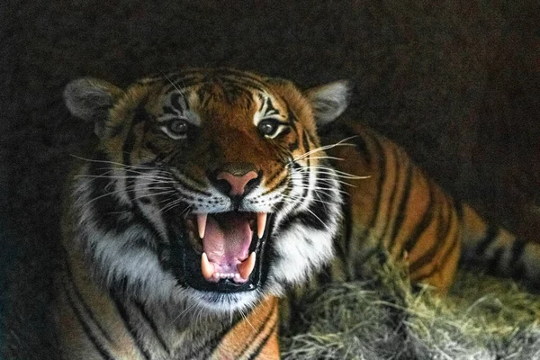 Gros plan du visage du tigre, puissant dangereux tigre sibérien sauvage intense, grognement agressif montrant les dents — Photo