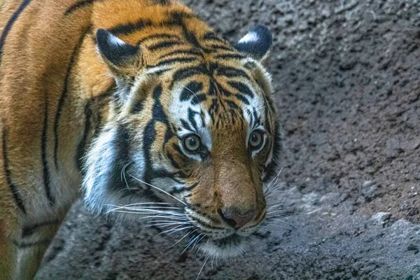 Gros plan du visage de tigre, puissant tigre sibérien sauvage intense dangereux — Photo
