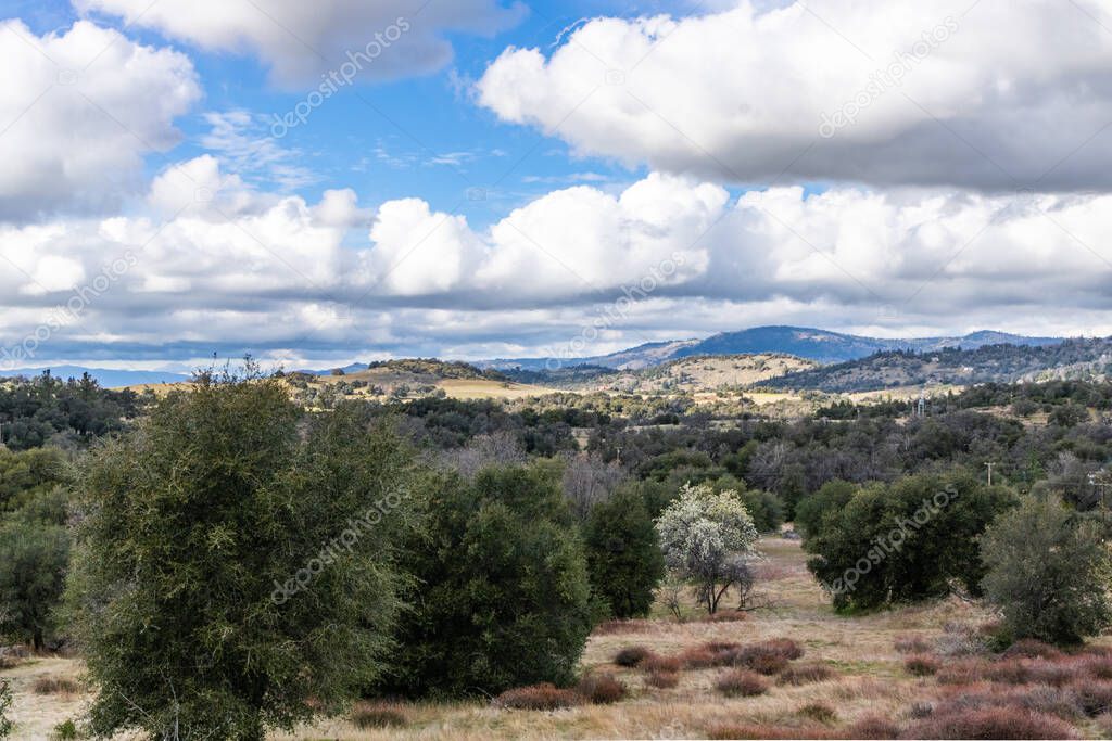 Clouds and mist over rolling hills in spring time with pear tree in bloom, coastal live oaks and buckwheat in Julian California landscape