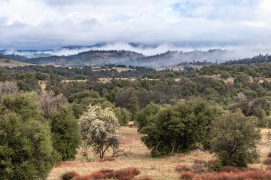 Clouds and mist over rolling hills in spring time with pear tree in bloom, coastal live oaks and buckwheat in Julian California landscape