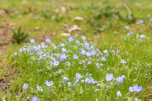 Блакитні Дикі Квіти Ранні Весняні Квіти Дитячі Блакитні Очі Лісова — стокове фото