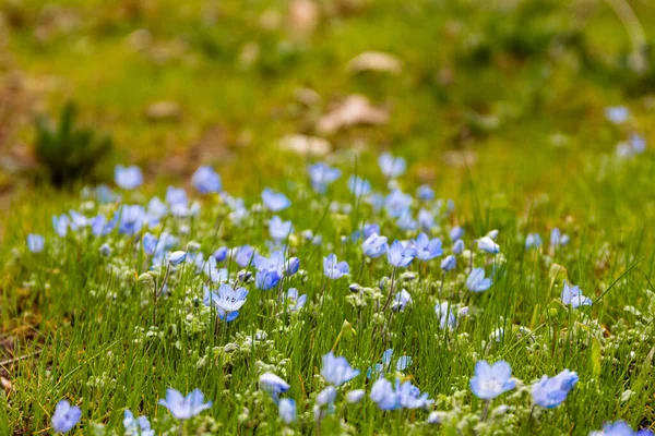 Блакитні Дикі Квіти Ранні Весняні Квіти Дитячі Блакитні Очі Лісова — стокове фото