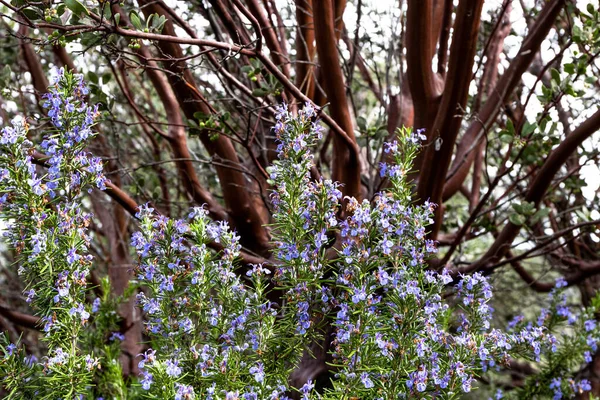 Яскраво-фіолетова блакитна розмаринова кулінарна та лікарська трава, що росте надзвичайно, хороший весняний полінатор для бджіл, манзініта дерево на фоні — стокове фото