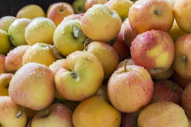 Makro görünümü CA Ezine şehrin yerel pazarda organik elma