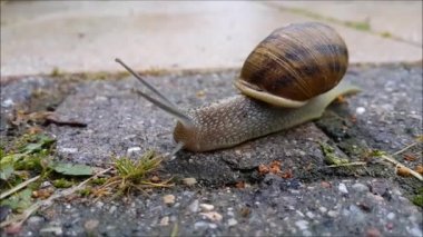 Salyangoz kaldırımda yağmur sonrası taşır.