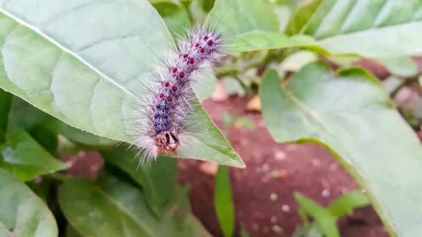 Caterpillar Moves Green Leaf Garden — Stock Video