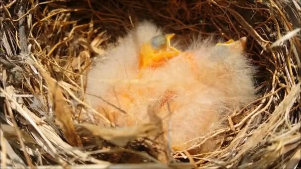 Baby birds wait for food in nest — Stock Video