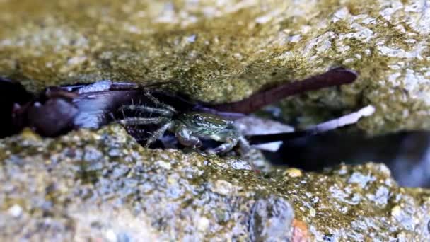 Baby Crab Waiting Rock — Stock Video