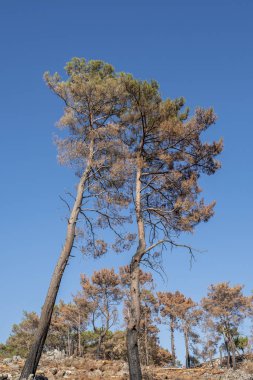 Gocek yakınlarındaki orman yangınından sonra, Mugla