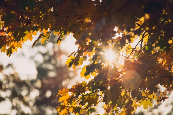 Outono laranja folhas de árvore de mapeamento vívidas com o fundo do céu azul. imagem close-up — Fotografia de Stock