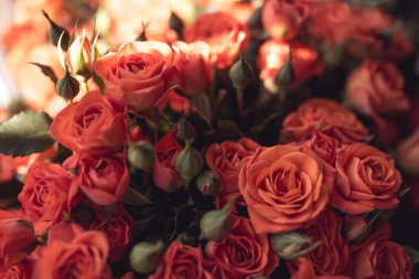 Doğal kırmızı pembe gül buketi arka plan çiçek