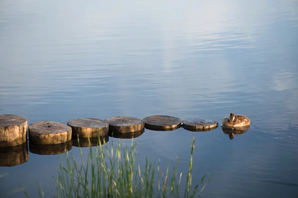 Ente und Entlein im morgendlichen Herbstsee mit Gras im Vordergrund — Stockfoto