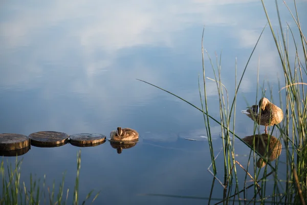 Kacsa- és őszén reggel tó fű, előtérben a kiskacsa — Stock Fotó