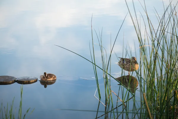 Kacsa- és őszén reggel tó fű, előtérben a kiskacsa — Stock Fotó