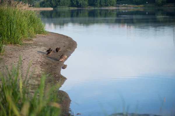 Pato y patito en la mañana otoño Lago con hierba en primer plano — Foto de Stock