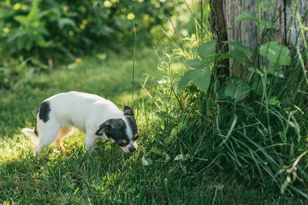 A kis kutya Chihuahua játszik odakint a fűben tavaszi gyep közelében almafa. Szelektív fókusz bokeh háttér — Stock Fotó