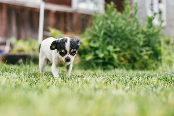 外の草春の芝生の上で遊ぶ小さな犬チワワ。セレクティブ フォーカスの背景のボケ味 — ストック写真