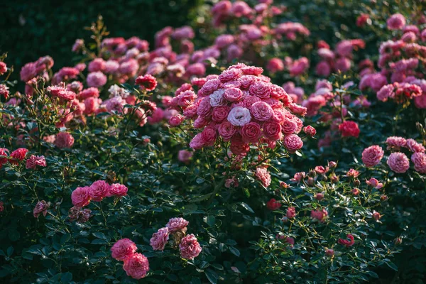 Ein Strauch rosa oder roter Rosen im Hintergrundlicht des Sonnenuntergangs im Sommer. Selektive Fokus-Makroaufnahme mit flachem Dof — Stockfoto