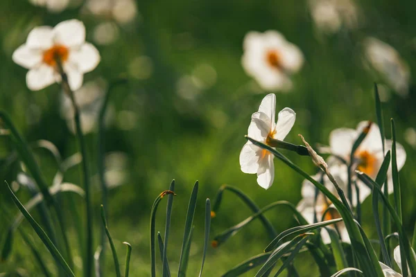 Vackra vita blommor narcissus på grön vår gräsmatta upplyst av starkt solljus. Selektiv fokus makro skott med grund Dof — Stockfoto