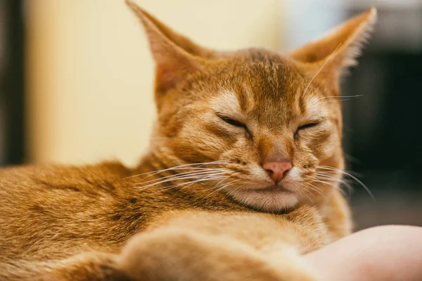 El gato abisinio duerme con los ojos cerrados sobre el fondo borroso de la habitación. macro de enfoque selectivo con DOF poco profundo — Foto de Stock