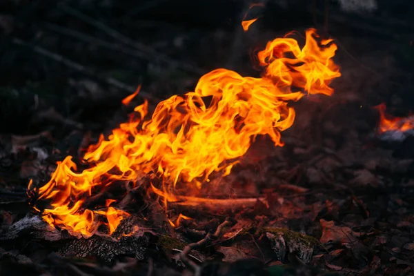 Burning wood at evening in the forest. Campfire at touristic camp at nature. Barbeque and cooking outdoor fresh air. Flame and fire sparks on dark abstract background. Concept of safety and — 스톡 사진