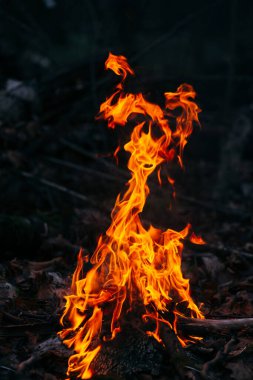 Akşamları ormanda odun yakmak. Doğadaki turistik kampta kamp ateşi. Barbekü ve açık havada temiz hava. Ateş ve ateş soyut karanlık arka planda kıvılcımlar oluşturur. Güvenlik kavramı ve...