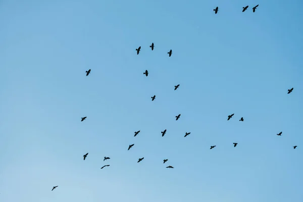 En flock svarta kråkor som flyger och cirklar mot den blå himlen. Titta upp — Stockfoto