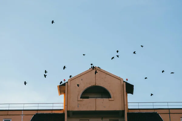 Hejno černých vrán, letících a kroužících proti modré obloze a střeše domu. Podívejte se nahoru — Stock fotografie