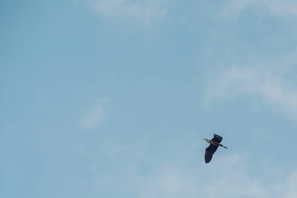 Grijze reiger vliegt naar het zuiden tegen de blauwe lucht — Stockfoto