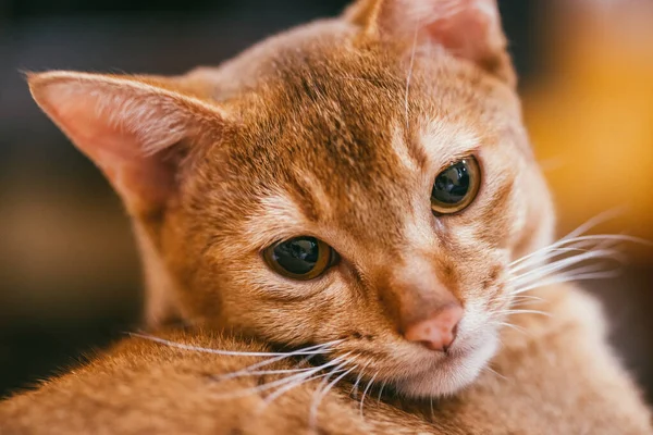 El gato abisinio mira a la cámara con una linda expresión facial sobre un fondo borroso. macro de enfoque selectivo con DOF poco profundo — Foto de Stock