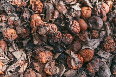 Kıştan sonra kuru yapraklı çürük elma yığını. Yukarıdan bak. Sığ Dof ile seçici odak makro görüntüsü