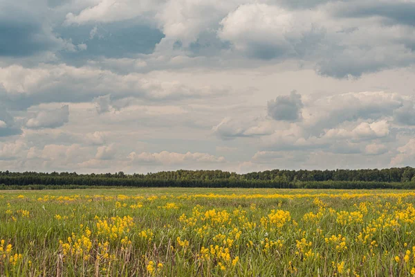 Hermoso paisaje de verano con flores amarillas en primer plano y bosques verdes profundos y hermoso cielo con nubes esponjosas en el fondo — Foto de Stock