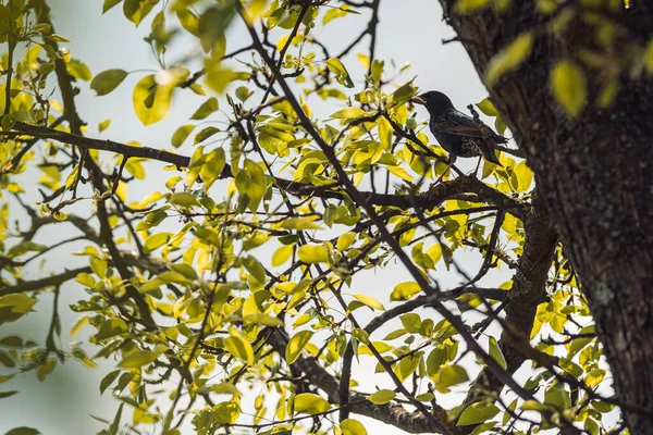 Starling bir armut ağacında oturur ve civcivler için bir böcek gagası tutar. Bahar enstantane — Stok fotoğraf