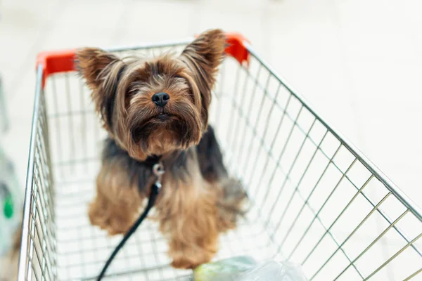 Cão filhote de cachorro bonito sentado em um carrinho de compras em fundo shopping loja turva. tiro macro foco seletivo com vista superior DOF rasa. Concepção de presente — Fotografia de Stock