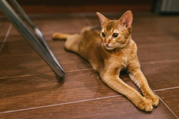Abyssinian Funny Cat лежит и отдыхает на кафельном полу на кухне — стоковое фото