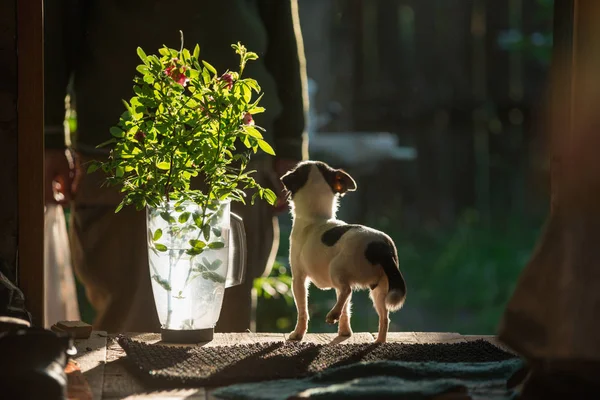 Egy kis kutya chihuahua világít fényes napfény háttér áll, és hűségesen néz fel gazdája. A bal oldalon egy csokor rózsa virág egy átlátszó műanyag kancsóban a homályos vidéken — Stock Fotó