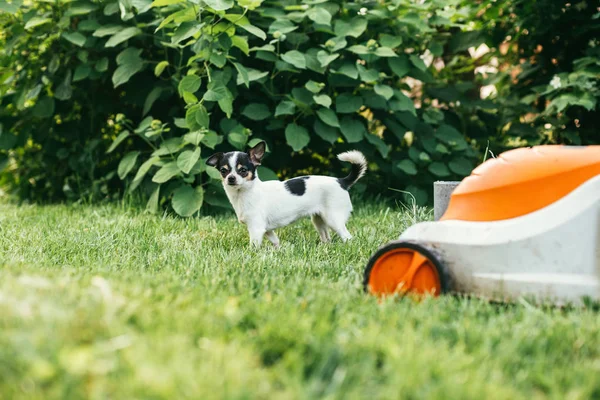 A kiskutya, Chihuahua, kint játszik a füvön, a fűnyíró mellett, a tavaszi kertben. Szelektív fókusz bokeh háttér — Stock Fotó