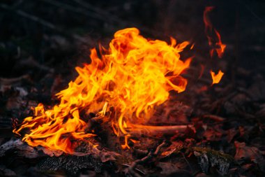 Akşamları ormanda odun yakmak. Doğadaki turistik kampta kamp ateşi. Barbekü ve açık havada temiz hava. Ateş ve ateş soyut karanlık arka planda kıvılcımlar oluşturur. Güvenlik kavramı ve...