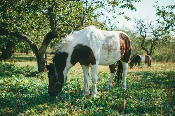 2 pôneis manchados de cores castanhas e brancas pastam no gramado no meio de um magnífico pomar de maçãs em um dia brilhante de primavera — Fotografia de Stock