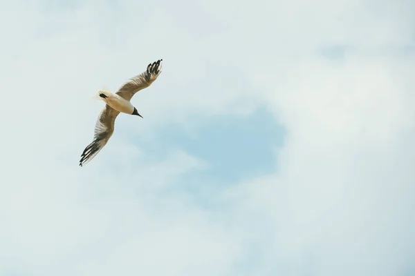 Eenzame meeuw vliegend in de lentehemel tegen een achtergrond van witte wolken — Stockfoto