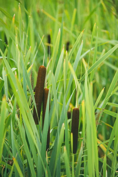 Arbustos esponjosos de cattail o Reed Mace. A veces la gente lo llama juncos. macro de enfoque selectivo con DOF poco profundo — Foto de Stock