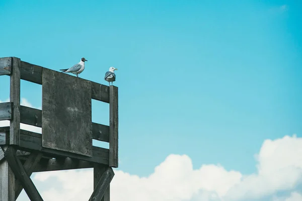 2 gabbiani siedono su una struttura in legno con uno spazio libero per il testo, il design o la pubblicità su uno sfondo di cielo blu e nuvole bianche. Mockup modello copyspace — Foto Stock