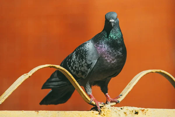 Um pombo curioso senta-se em uma cerca pintada de metal na forma de uma onda contra um fundo vermelho borrado — Fotografia de Stock