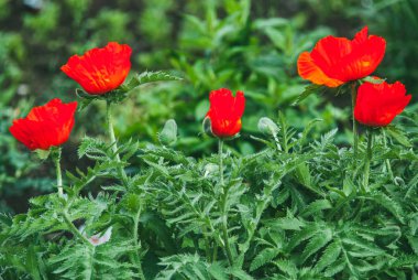 Yeşil arka planda güzel kırmızı gelincikler. Sığ Dof ile seçici odak makro görüntüsü