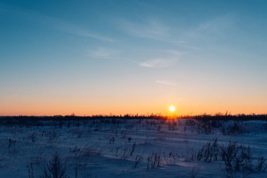Kuru çimenler, batan güneş ışığıyla aydınlatılan karla kaplı manzaranın arka planında panikliyor.